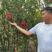 美国红花紫薇天鹅绒红火箭紫精灵百丽等盆栽地栽苗庭院绿化植