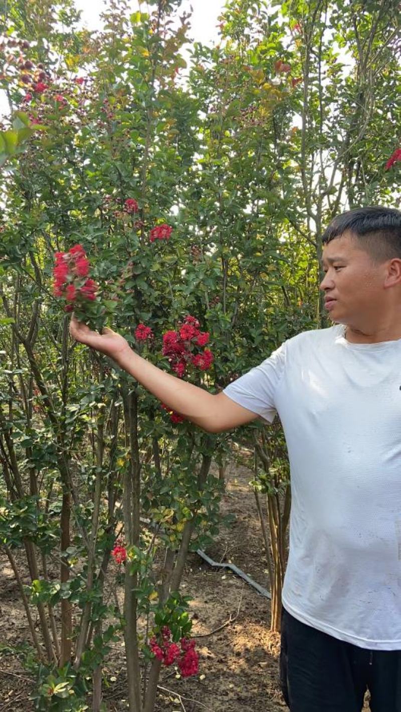 美国红花紫薇天鹅绒红火箭紫精灵百丽等盆栽地栽苗庭院绿化植