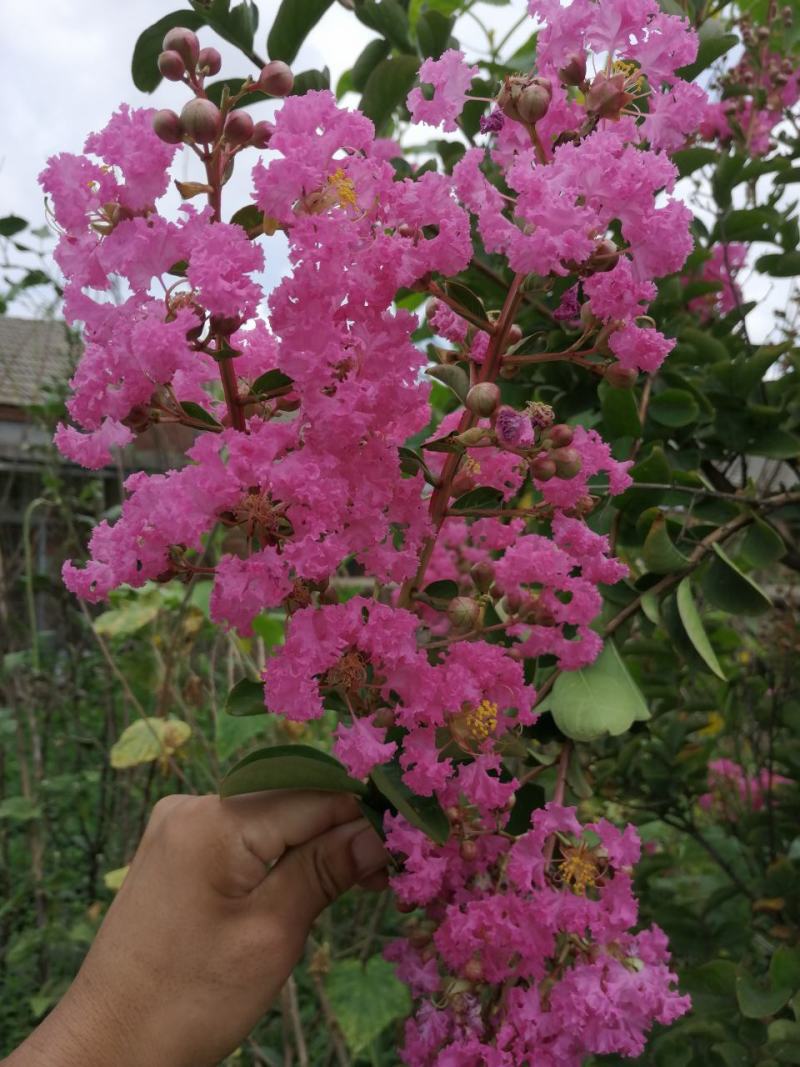 美国红花紫薇天鹅绒红火箭紫精灵百丽等盆栽地栽苗庭院绿化植