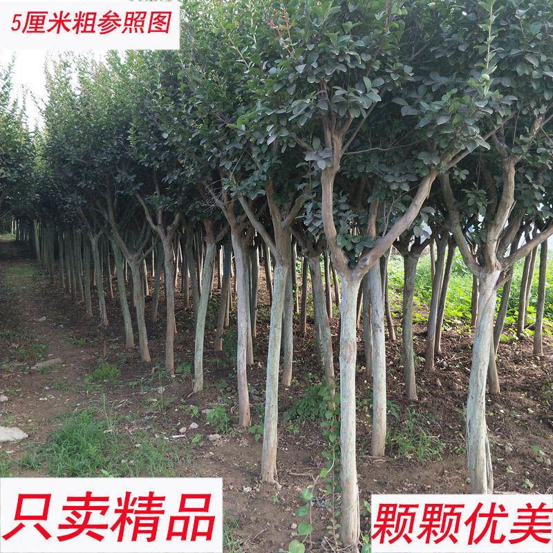 美国红花紫薇天鹅绒红火箭紫精灵百丽等盆栽地栽苗庭院绿化植