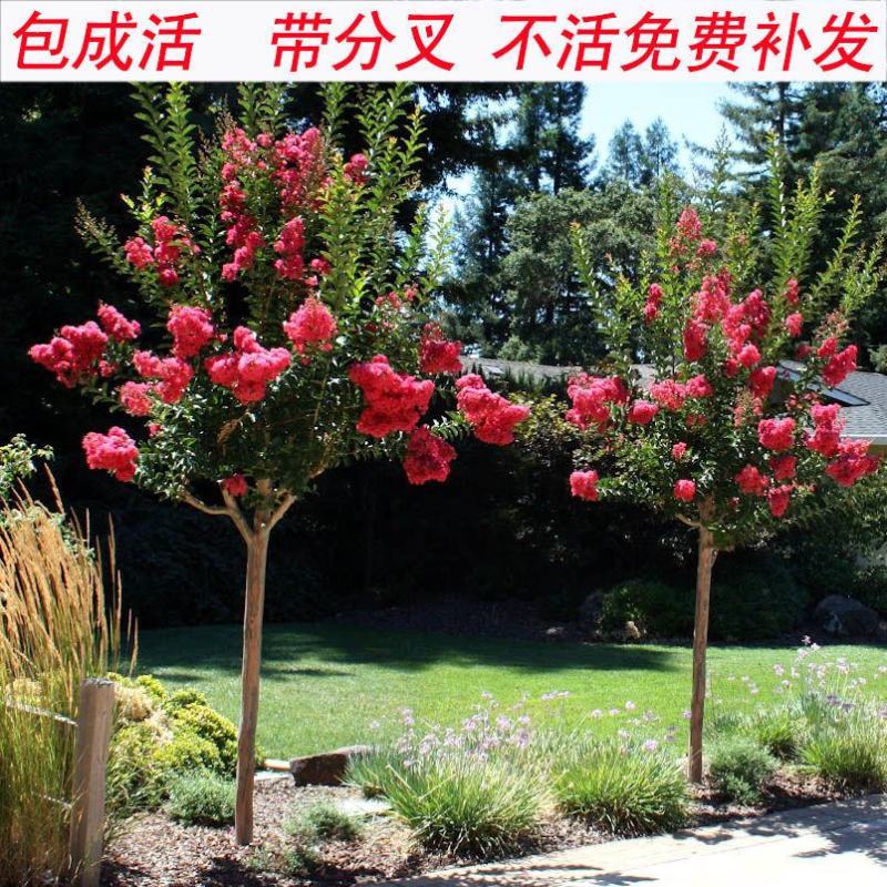 美国红花紫薇天鹅绒红火箭紫精灵百丽等盆栽地栽苗庭院绿化植