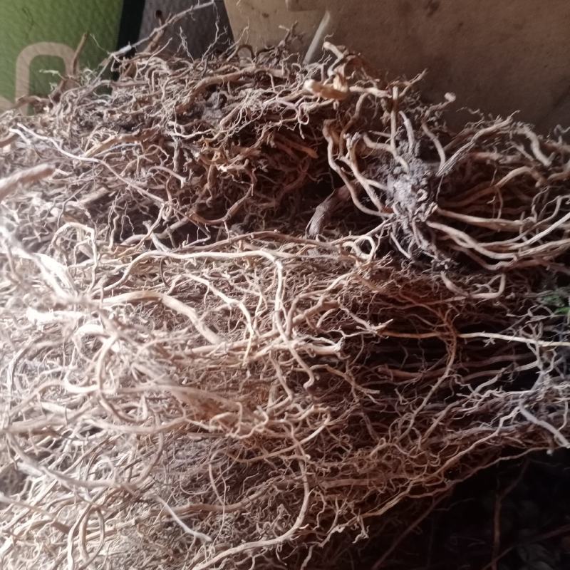 牛尾菜，牛尾参，贵州本地水洗无泥干货一手货源，欢迎订购