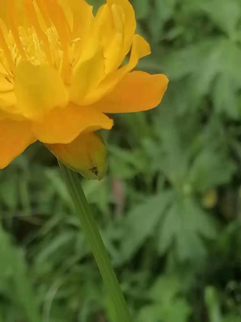 热销:野生金莲花。生长在原始森林。每年夏季采摘的新花！