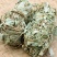中药材金钱草中草药野生四川小叶金钱草广西大叶金钱草广金钱