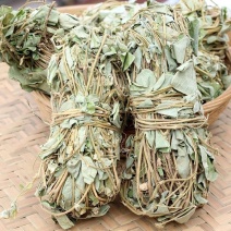 中药材金钱草中草药野生四川小叶金钱草广西大叶金钱草广金钱