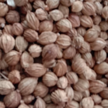 香砂，常年批发供应药食同源香砂，量大从优，货真价实
