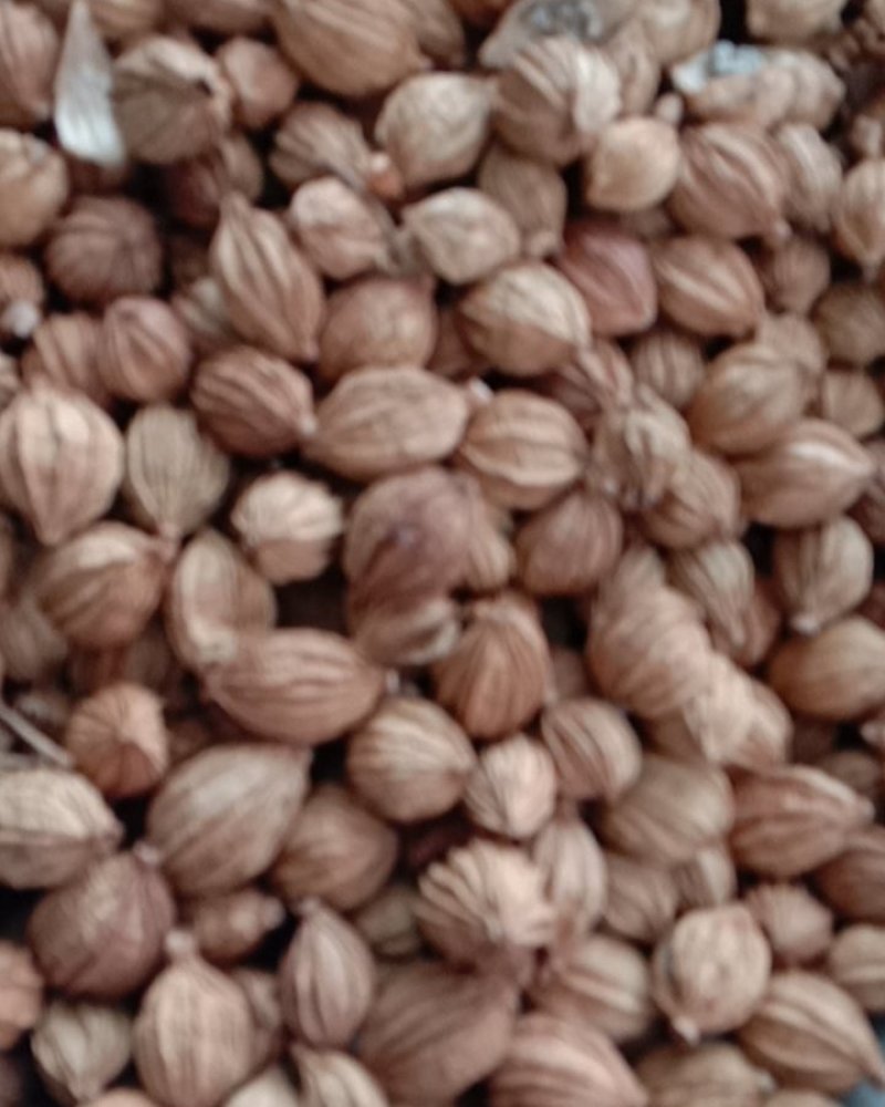 香砂，常年批发供应药食同源香砂，量大从优，货真价实
