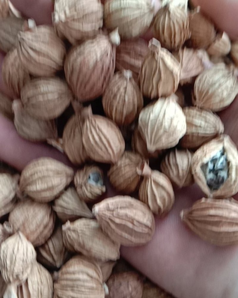 香砂，常年批发供应药食同源香砂，量大从优，货真价实