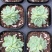 白月影盆栽群生多肉植物拼多多淘宝直播专供
