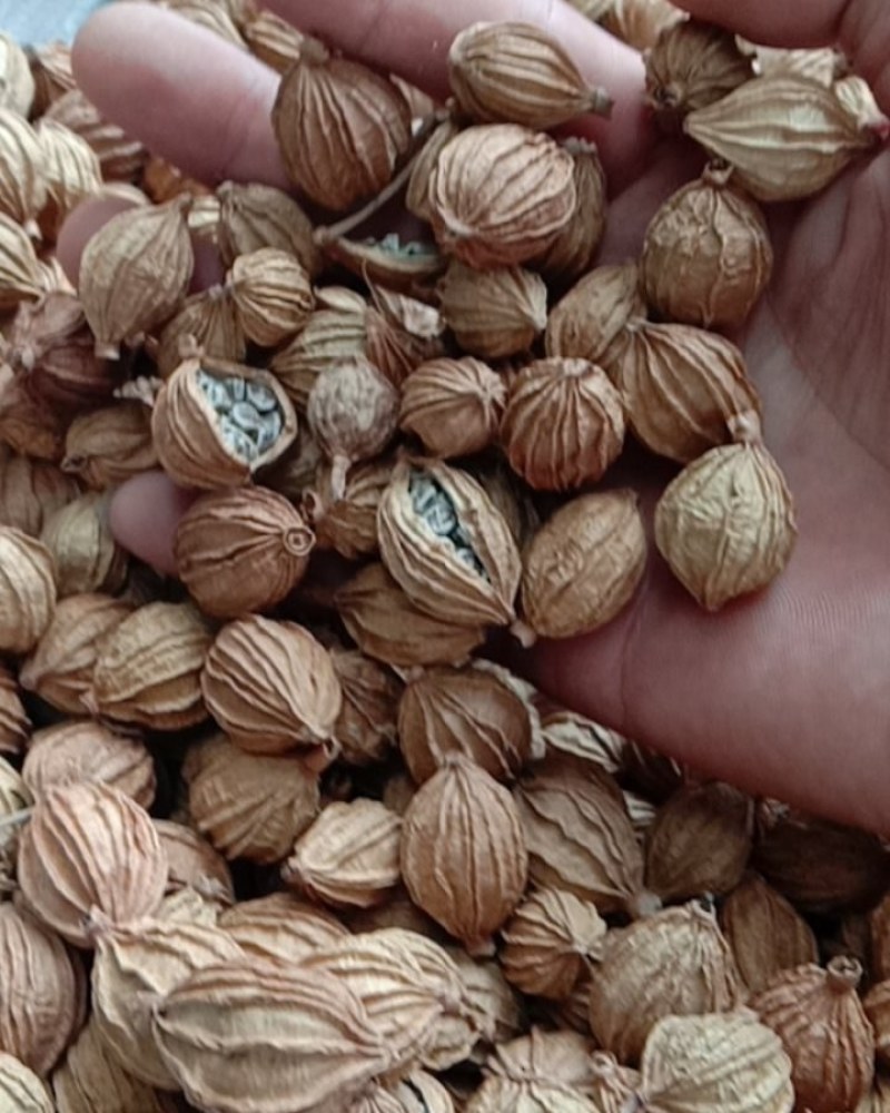 香砂，常年批发供应药食同源香砂，量大从优，货真价实