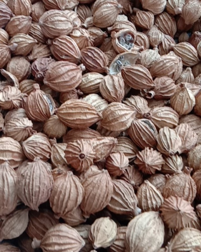 香砂，常年批发供应药食同源香砂，量大从优，货真价实