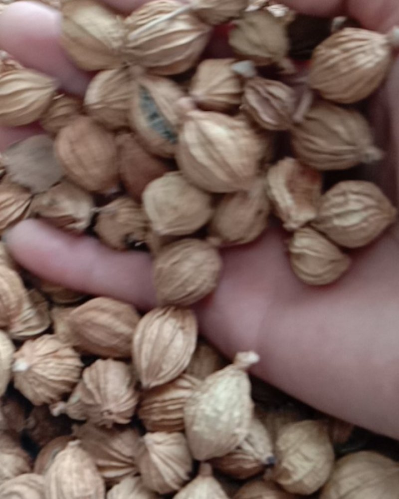 香砂，常年批发供应药食同源香砂，量大从优，货真价实