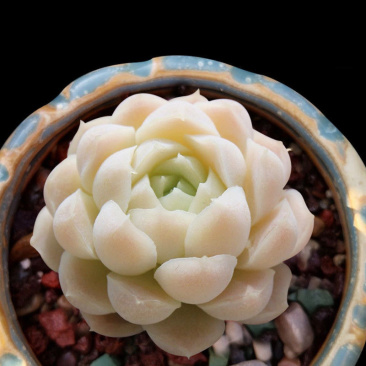 白月影盆栽群生多肉植物拼多多淘宝直播专供
