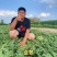 吉林西瓜林丰2020西瓜个头大,货源充足品质保证欢迎合作