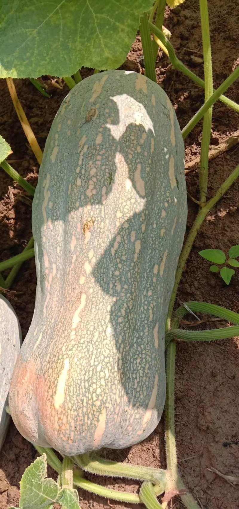蜜本南瓜
