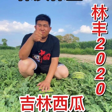 吉林西瓜林丰2020西瓜个头大,货源充足品质保证欢迎合作