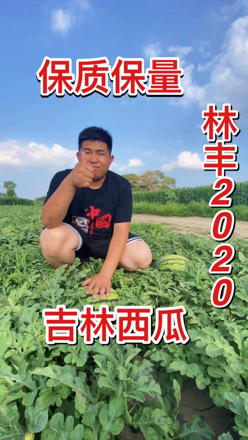 吉林西瓜林丰2020西瓜个头大，货源充足品质保证欢迎合作