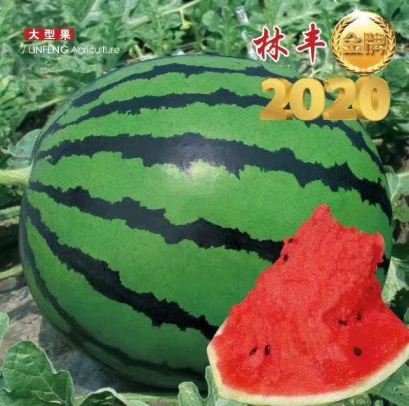 吉林西瓜林丰2020西瓜个头大，货源充足品质保证欢迎合作