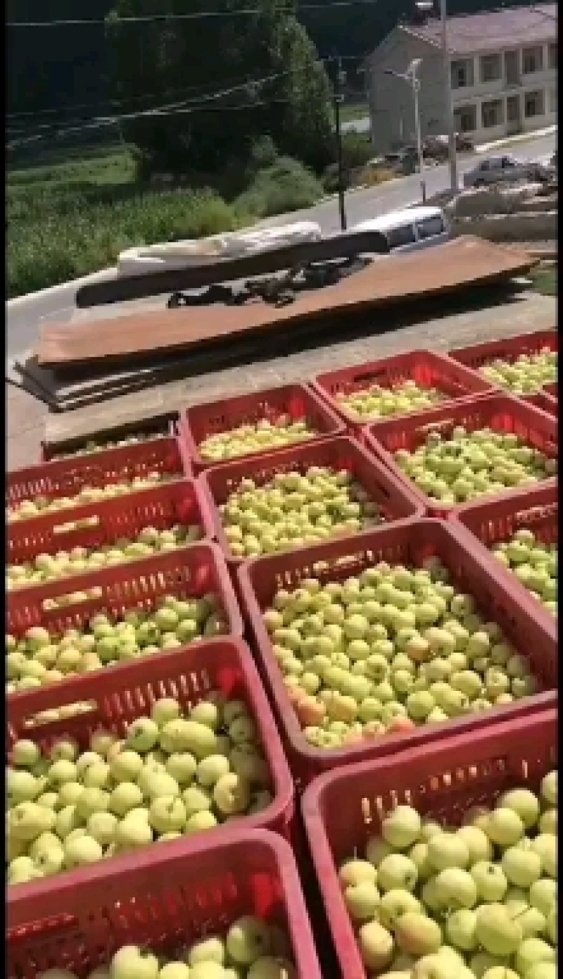 海棠果，沙果，罐头果，需要提前联系，货源充足