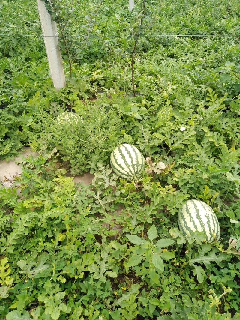 陕西咸阳永寿西瓜