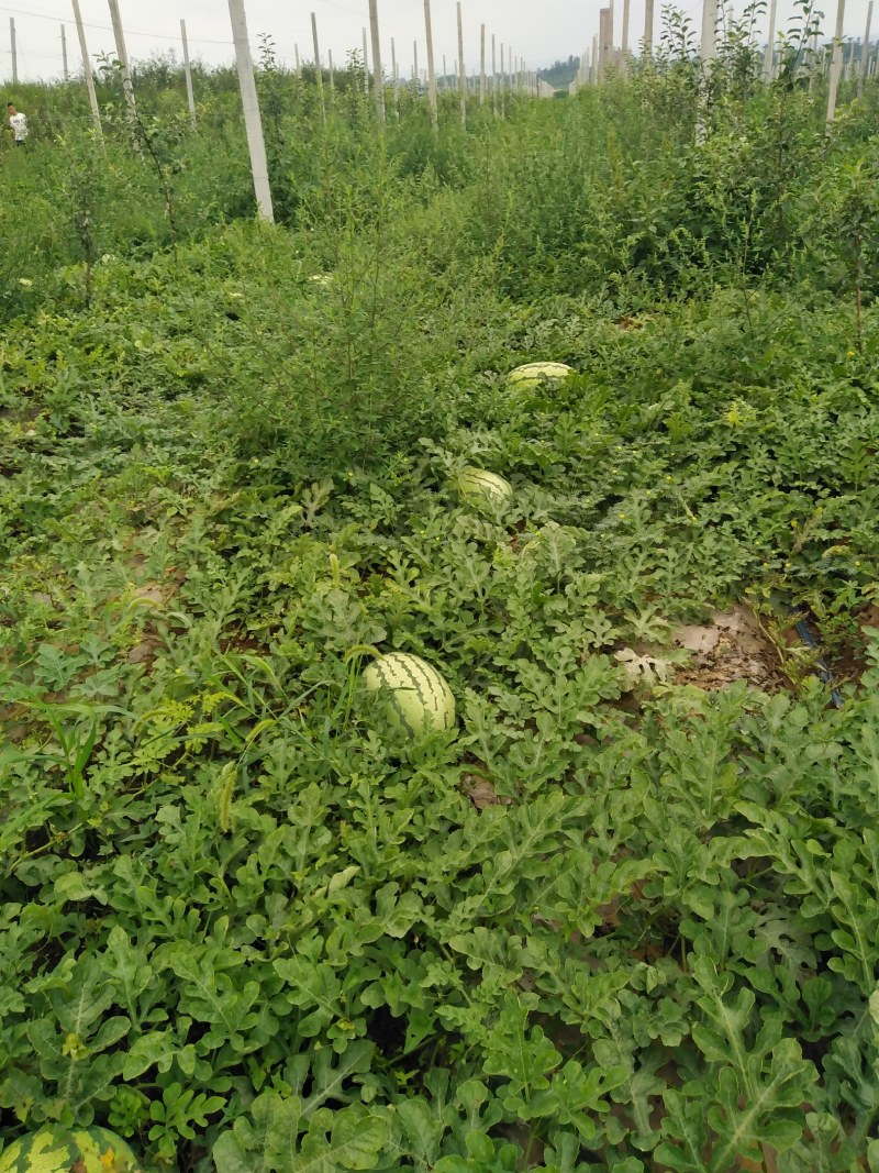 陕西咸阳永寿西瓜