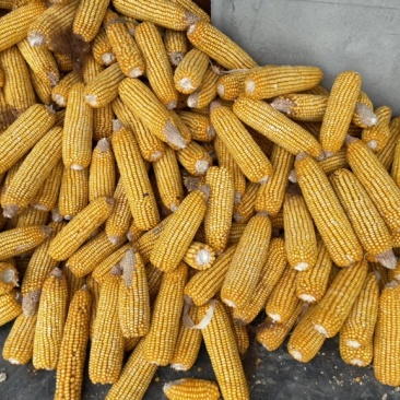 玉米棒