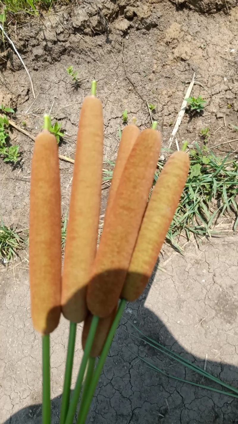 蒲棒