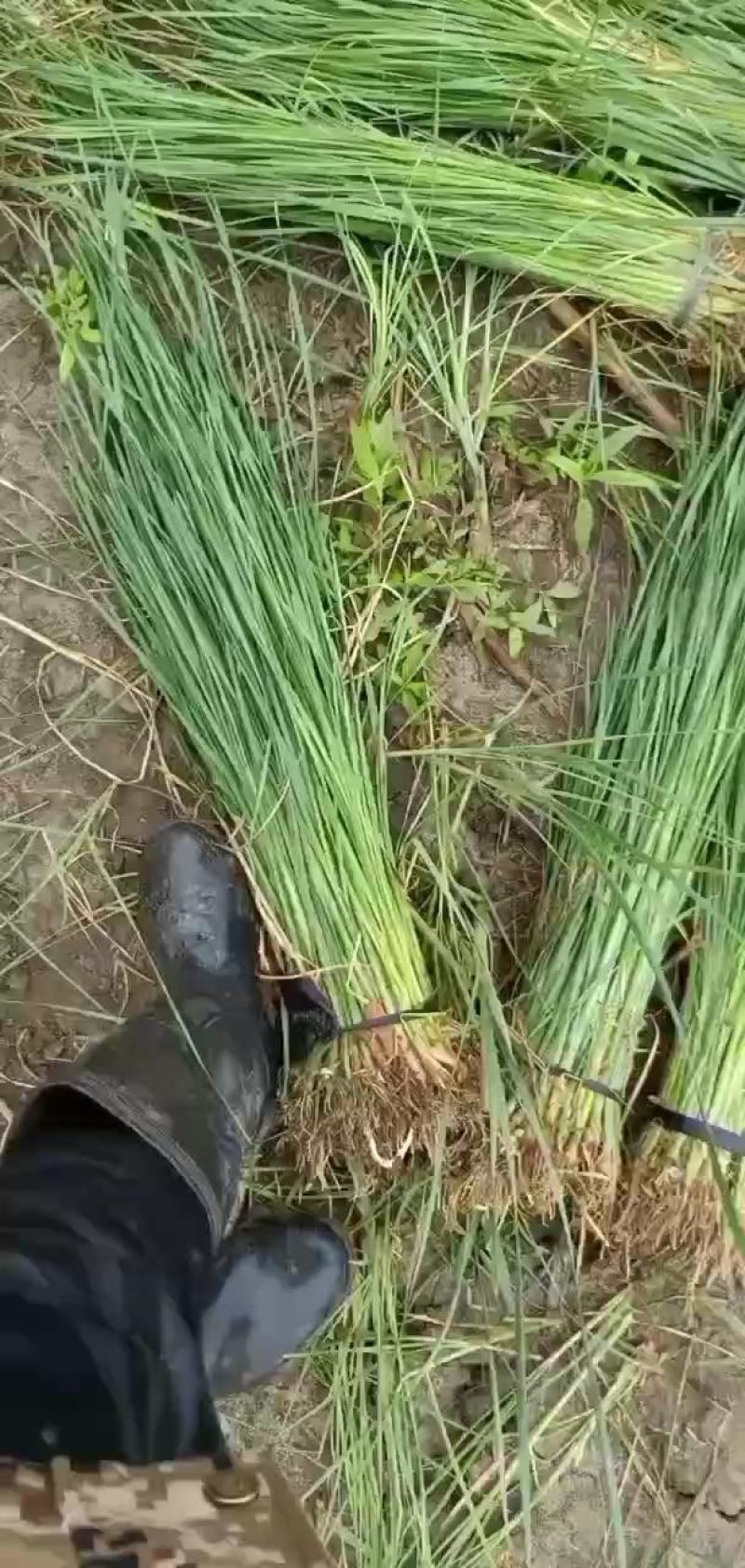 中药材
