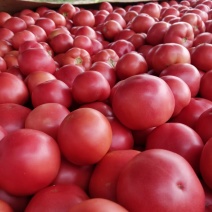 我这有千亩大棚西红柿，需要的，客户与我联系1303855