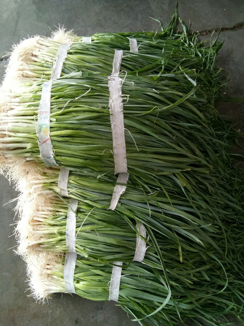 蒜苗（新鮮蒜苗現貨）