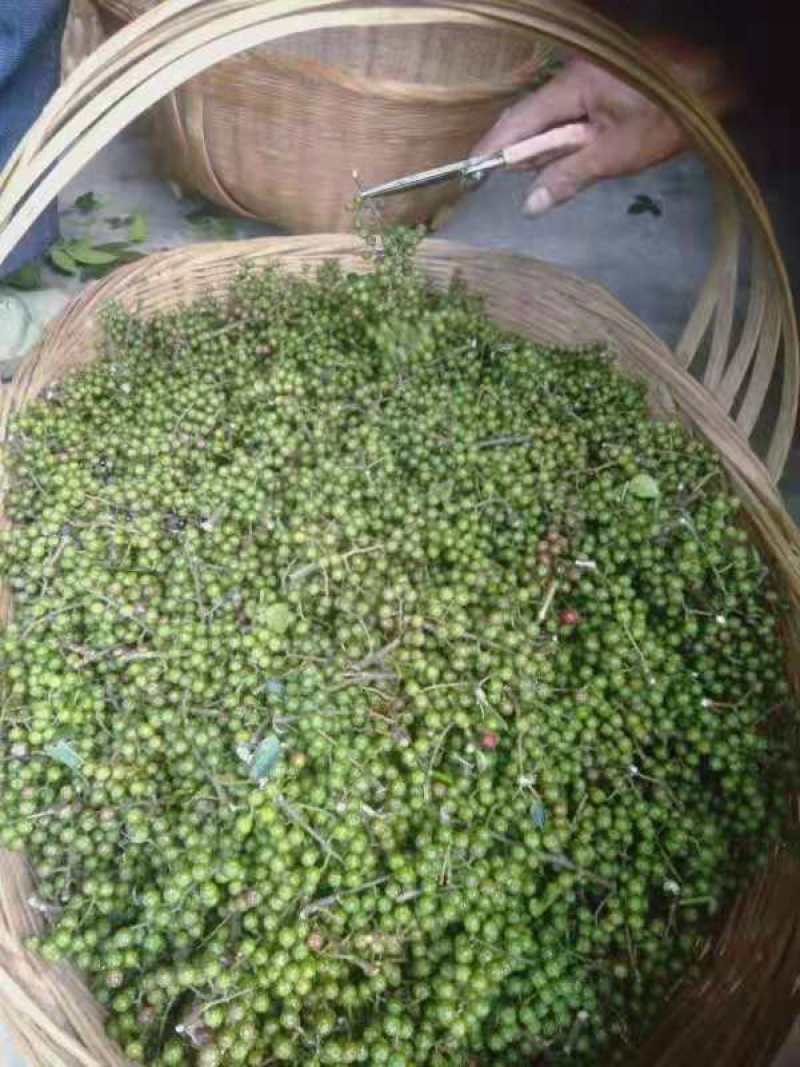 鲜花椒九叶青花椒板贵花椒贵州特产青花椒国家地理标志性特产