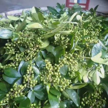 鲜花椒九叶青花椒板贵花椒贵州特产青花椒国家地理标志性特产