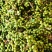 鲜花椒九叶青花椒板贵花椒贵州特产青花椒国家地理标志性特产