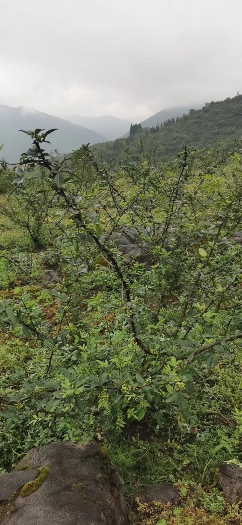 鲜花椒九叶青花椒板贵花椒贵州特产青花椒国家地理标志性特产