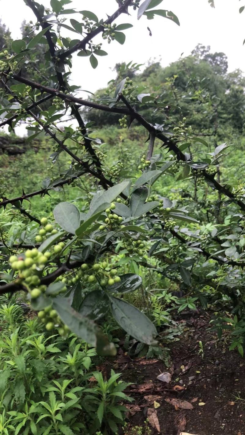 鲜花椒九叶青花椒板贵花椒贵州特产青花椒国家地理标志性特产
