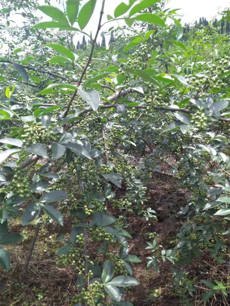 鲜花椒九叶青花椒板贵花椒贵州特产青花椒国家地理标志性特产