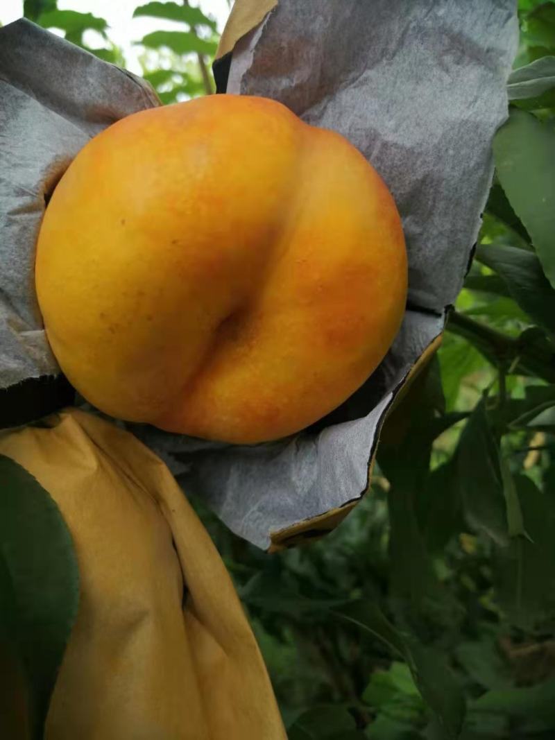 油蟠桃