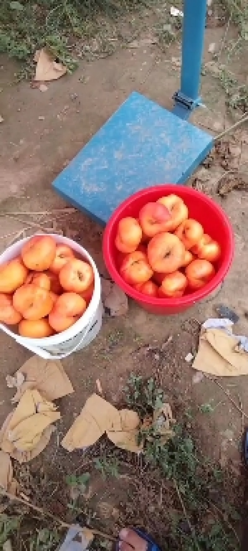 油蟠桃