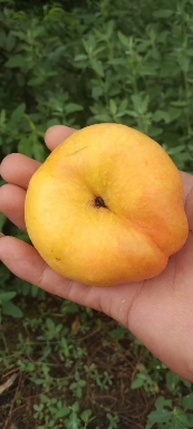 油蟠桃