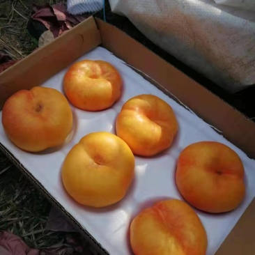 油蟠桃