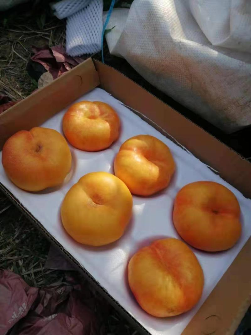 油蟠桃
