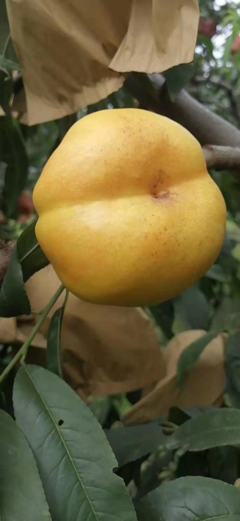 油蟠桃