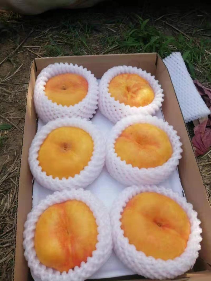油蟠桃