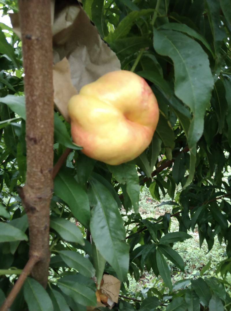 油蟠桃