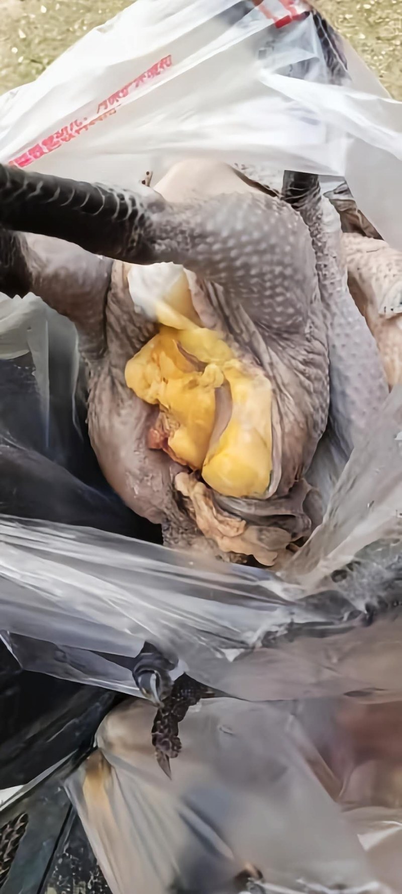 红冠乌皮鸡
