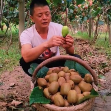 猕猴桃周至翠香猕猴桃，外观漂亮色泽鲜艳，果肉翠绿，香甜可口