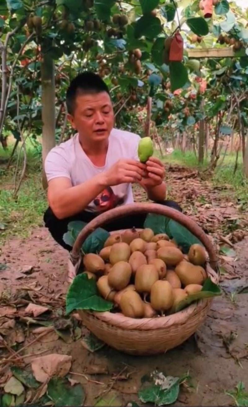猕猴桃周至翠香猕猴桃，外观漂亮色泽鲜艳，果肉翠绿，香甜可口