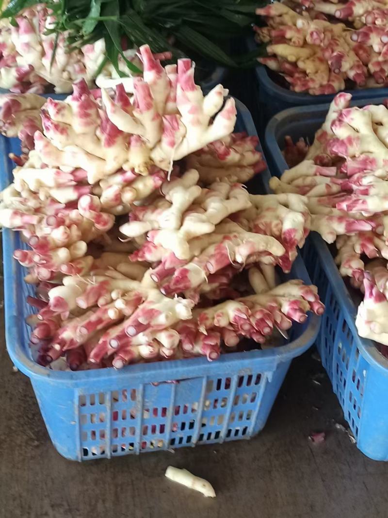 贵州小黄姜