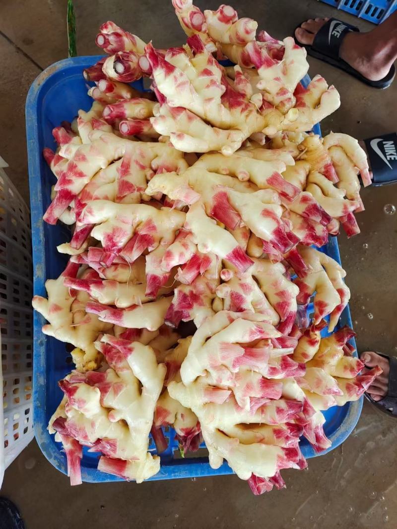 贵州小黄姜