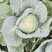 奥奇娜甘蓝来自大山深处，无虫眼，无烧心，耐运输